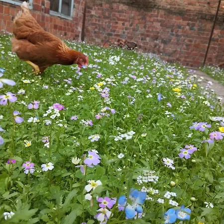 Des Quatre Vents 6 A 8 Personnes Proche Strasbourg Au Calme, Jardin,ping Pong, Oeuf Frais * 미텔하우젠