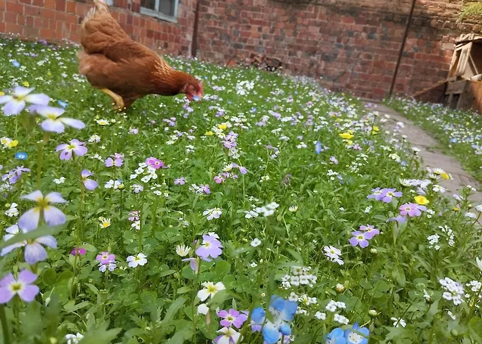 Des Quatre Vents 6 A 8 Personnes Proche Strasbourg Au Calme, Jardin,ping Pong, Oeuf Frais * Wingersheim-les-Quatre-Bans